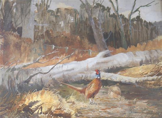Ward Binks Pheasant i woodland 26 x 35cm